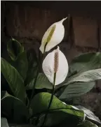  ?? PHOTO BY MARIA ELIZ ON UNSPLASH ?? The Peace Lily is another undemandin­g houseplant.