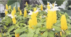  ??  ?? Golden candle is ideal for striking borders and hedges.