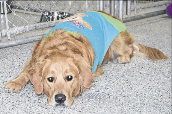  ?? SHARON MONTGOMERY DUPE/SALTWIRE NETWORK ?? Lainey, a golden retriever owned by Kaitlyn Eagles and her boyfriend Gerald Sudworth of Glace Bay, recently saved the life of their neighbour.