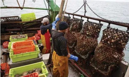  ?? Photograph: N Garriga/AP ?? French fishermen with a catch of scallops. The new ban on bottom trawling covers 13 protected areas, covering 4,000 sq km, and applies to British as well as EU boats.