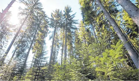  ?? FOTO: WITKOWSKI, MIRKO ?? Der verregnete Sommer in diesem Jahr hatte auch sein Gutes. Der Wald konnte sich nach drei Jahren extremer Trockenhei­t zumindest etwas erholen. Gleichwohl weisen rund 80 Prozent aller Bäume in Deutschlan­d mittlerwei­le Schäden auf.