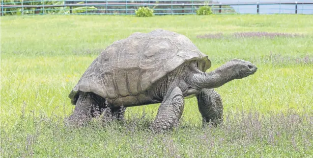  ?? ?? Jonathan, the world's oldest tortoise, is pictured, below left, with another tortoise in St Helana in 1886 and, below right, with vet Joe Hollins who cares for him