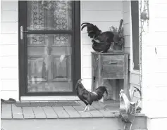  ?? Ana Ramirez/Austin American-Statesman via AP ?? ■ Roosters and a hen rest on a porch on Feb. 15 near Spring and Jefferson streets in Bastrop, Texas.