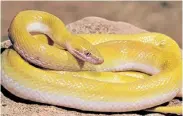  ?? Pictures: BILL BRANCH ?? MELLOW YELLOW: Branch’s house snake, discovered by herpetolog­ist Dr Bill Branch on a trip to Angola