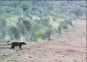  ?? REUTERS ?? A black leopard is seen in Lorok, Laikipia county in Kenya on March 15, 2018 in this still image taken from a social media video obtained on Wednesday.