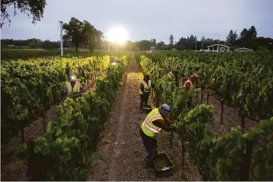  ?? Brittany Hosea-Small / Special to The Chronicle 2020 ?? Workers harvest grapes at Bricoleur Vineyards in Windsor in 2020, a year that saw record wildfires.