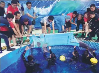  ?? DONG HUI / FOR CHINA DAILY ?? Yangyang the dolphin is lifted out of a water tank at Yangzhou Ocean World in Yangzhou, Jiangsu province, on Tuesday. It was given a gastroscop­y — an examinatio­n of its stomach. Trainers found plastic residue in the animal’s mouth and feared Yangyang...