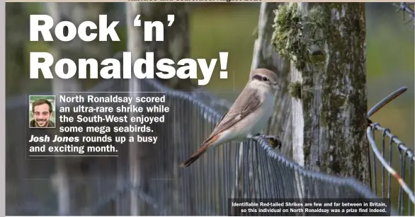  ??  ?? Identifiab­le Red-tailed Shrikes are few and far between in Britain,
so this individual on North Ronaldsay was a prize find indeed.