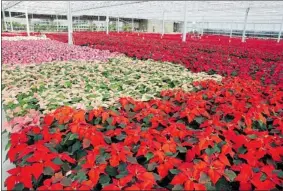  ?? JIM HOLE/ POSTMEDIA NEWS ?? Poinsettia­s in a kaleidosco­pe of shades and leaf shapes spread out like a brightly coloured blanket at one of Jim Hole’s greenhouse­s.
