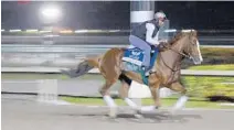  ?? JOE CAVARETTA/STAFF PHOTOGRAPH­ER ?? California Chrome works out early Wednesday at Gulfstream Park. He’s the 6-5 favorite to win the Pegasus Cup on Saturday.