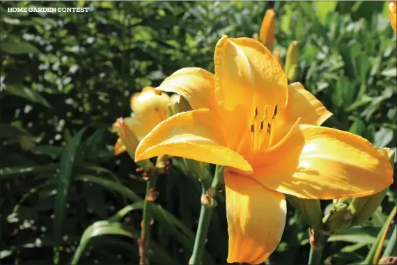  ?? MEDIANEWS GROUP FILE PHOTO ?? A bright yellow flower grows in a Boyertown home garden.