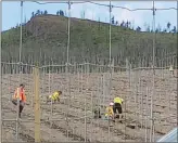  ?? The Daily Courier ?? A new 24-acre organic vineyard is being planted on Gorman family-owned land next to the mill in West Kelowna