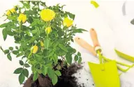  ?? ?? Indoor roses can be potted out in the summer but will need frost protection in the colder months; left, Dobbies senior houseplant buyer Claire Bishop and, right, houseplant enthusiast and author Jade Murray