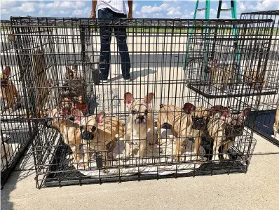  ?? Submitted photo ?? ■ French bulldog puppies await transport to a veterinari­an’s office Wednesday after traveling from Texarkana, Texas, to an Illinois airport. Chicago French Bulldog Rescue took in the dogs, which police say were rescued from a hot moving truck last month in Texarkana. They will be quarantine­d for a time and then live in foster homes until their adoption.