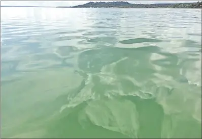  ??  ?? El lago Ypacaraí se presenta verde desde el domingo. El exceso de nutrientes dentro del recurso hídrico, el calor y la falta de lluvias favorecen para el florecimie­nto de las algas tóxicas.