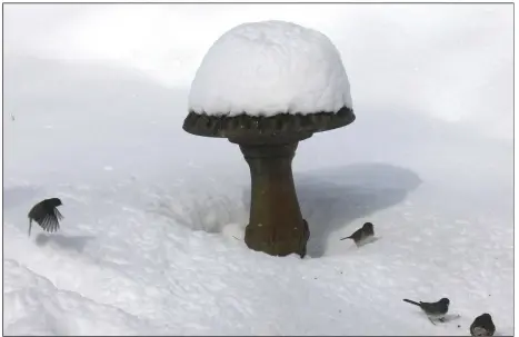  ??  ?? Thirsty birds look in vain for drinking water from the snow-cone like fountain.