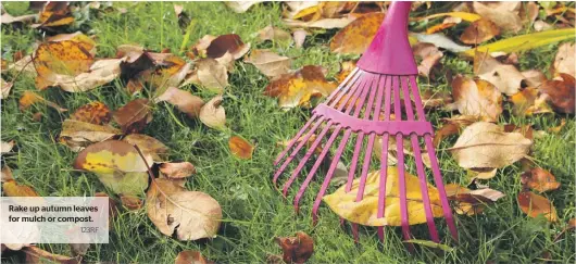  ?? 123RF ?? Rake up autumn leaves for mulch or compost.