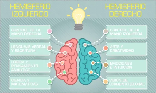  ??  ?? Un dualismo cerebral no tan dual. La tradiciona­l división que vemos en este gráfico entre aspectos lógico-racionales, ligados al hemisferio izquierdo, y creativos, vinculados al derecho, no es tan radical como se creía, aunque es cierto que cada...