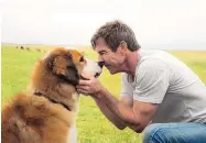  ?? JOE LEDERER/UNIVERSAL PICTURES ?? Despite controvers­y over animal treatment on set, “A Dog’s Purpose, starring Dennis Quaid, opened to a healthy $18.4 million at the box office.