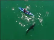  ?? PHOTO BY ERIC MAILANDER ?? White sharks and humans have been coming into close contact around the Cement Ship in Aptos over the past five years as ocean waters have warmed since 2014 and enticed juvenile white sharks to set up a nursery there dubbed “Shark Park.”