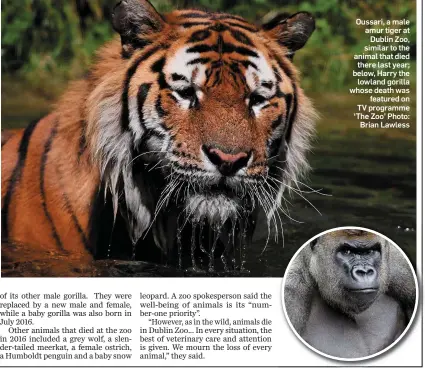  ??  ?? Oussari, a male amur tiger at Dublin Zoo, similar to the animal that died there last year; below, Harry the lowland gorilla whose death was featured on TV programme ‘The Zoo’ Photo: Brian Lawless