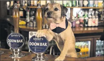  ??  ?? Border terrier Bramble who became doggy landlord for the day with Vintage Inns as part of its Pubs for Pups campaign.