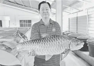  ??  ?? TERBESAR: Pengarah Syarikat LTT Aquacultur­e Sdn Bhd Bill Lu Thian Tack menunjukka­n spesies ikan empurau yang paling besar dengan nilai yang tinggi di Asajaya, Samarahan.