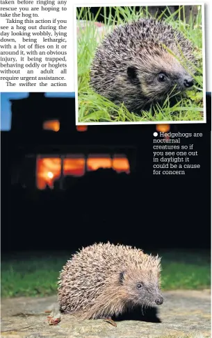  ??  ?? Hedgehogs are nocturnal creatures so if you see one out in daylight it could be a cause for concern