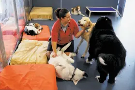  ?? Photos by Yalonda M. James / The Chronicle ?? Social network: A play area, from top, at the Dog Social Club Cooperativ­e in Oakland; cooling off in a wading pool; Lindsey Parker at work with her charges.