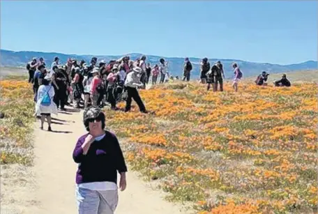  ?? California State Parks ?? LANCASTER’S massive field of golden flowers has been popular, and the effects are starting to show. Two new “paths” have emerged at the California Poppy Reserve from people’s continuous steps, and workers have added signs telling visitors to stay on...