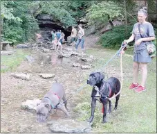  ?? Keith Bryant/The Weekly Vista ?? Leane Harmon, foreground, holds leashes for Ash, a pitbull, left, and Greta, a pit mix, while the two play in the creek in Blowing Springs Pavilion. Harmon said the two are extremely friendly. Children and adults play in the background.