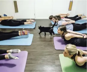  ??  ?? A cat walks between students during a yoga class at Meow Parlour, New York