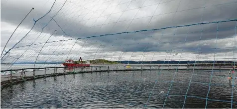  ?? Foto: Julia Wäschenbac­h, dpa ?? Springende Lachse in einem Netz auf der Lachsfarm des norwegisch­en Produzente­n Leroy nahe der Insel Hitra.