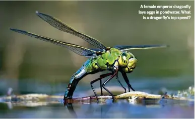  ??  ?? A female emperor dragonfly lays eggs in pondwater. What is a dragonfly’s top speed?