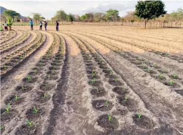  ??  ?? Farmers in Bemhiwa Village, Marange communal lands, inspect a Pfumvudza demonstrat­ion plot. More than 1,2 million households have already prepared Pfumvudza plots and received inputs from the Government