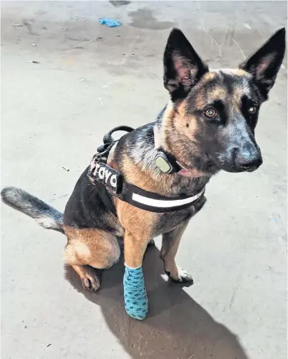  ??  ?? SERIOUS INJURY: Belgian Shepherd Toyo stood on a pointed piece of broken glass at Fraserburg­h’s beach