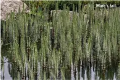  ?? ?? Mare’s tail.