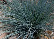  ??  ?? Top to bottom: Stipa tenuissima displays feathery flowering panicles in summer; the narrow leaves of Miscanthus sinensis ‘Morning Light’ are finely edged in white; striking blue-tinged Festuca glauca adds cool coastal colour.