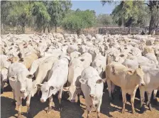  ??  ?? Alrededor de 600 vientres registrado­s para reproducir la raza Canchim están listos en el Chaco paraguayo.