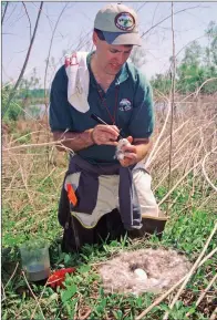  ??  ?? Michael Hill, a former waterfowl biologist with the Arkansas Game and Fish Commission, collects data from a giant Canada-goose nest on an island in Lake Dardanelle.