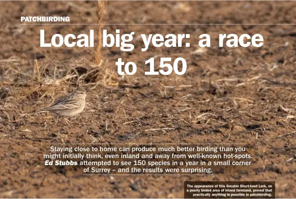  ??  ?? The appearance of this Greater Short-toed Lark, on a poorly birded area of inland farmland, proved that practicall­y anything is possible in patchbirdi­ng.