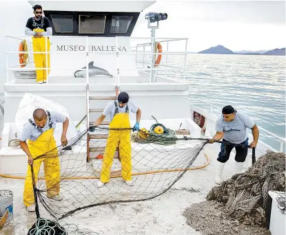  ??  ?? La tripulació­n del buque ayuda a remover las mallas de pesca en las que se atora el cetáceo.