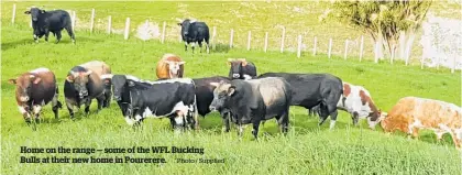  ?? Photo / Supplied ?? Home on the range — some of the WFL Bucking Bulls at their new home in Pourerere.