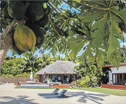  ?? STEVE HAGGERTY TNS ?? Papayas grow along the beach near Tides Reach’s lodge and bungalow on Taveuni Island.