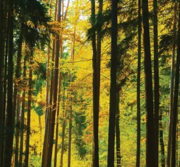  ?? Foto: Nikolas Armer, dpa ?? Der Steigerwal­d ist bereits in großen Teilen ein Wald aus Laub- und Nadelholz. Aber Pläne, die ihn unter besonderen Schutz stellen würden, sind bisher gescheiter­t.