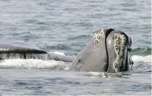  ??  ?? The head of a North Atlantic right whale peers up from the water as another whale passes behind. The federal government is promising new regulation­s concerning the use of commercial fishing gear in an attempt to protect endangered right whales.