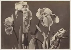  ??  ?? Jardin Charles Aubry, Iris 1864. Rmn-musée d'orsay.