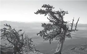  ?? NATIONAL PARK SERVICE ?? Trees as old as 3,000 years old are easily found on a hike on the Wheeler Peak Trail in Nevada’s Great Basin National Park.