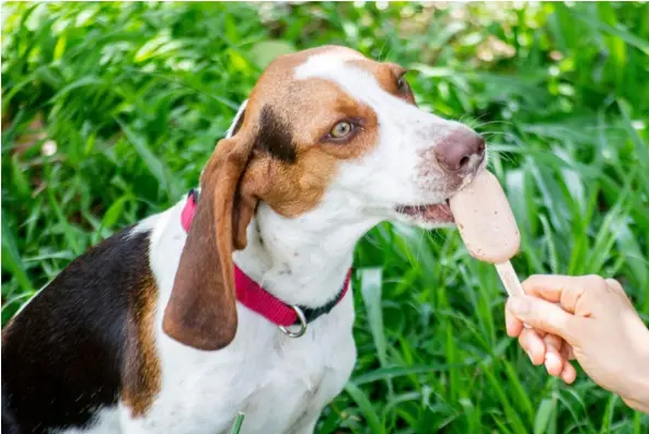  ?? ?? Helados Sensación diversific­a sus productos para atraer a un segmento amante de las mascotas con paletas hechas para caninos.