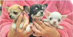  ?? Picture: PA. ?? A photo issued by the Dogs Trust of underage chihuahua puppies at a breeding facility in Hungary.